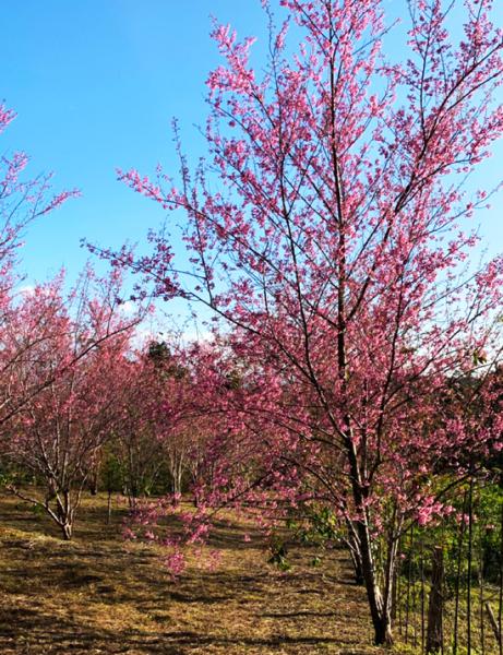 Khắp các ngả đường, góc phố, công viên, công sở… ở Măng Đen, huyện Kon Plông, tỉnh Kon Tum những ngày xuân luôn được phủ bởi màu hồng rực của hoa mai anh đào, thu hút du khách khắp nơi kéo về ngắm cảnh.